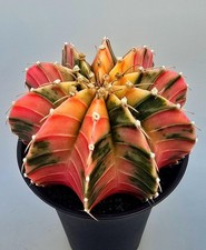 Schöner großer Ausgefallener