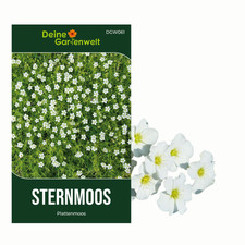 Sternmoos Plattenmoos Samen - Sagina subulata - Sternmoossamen