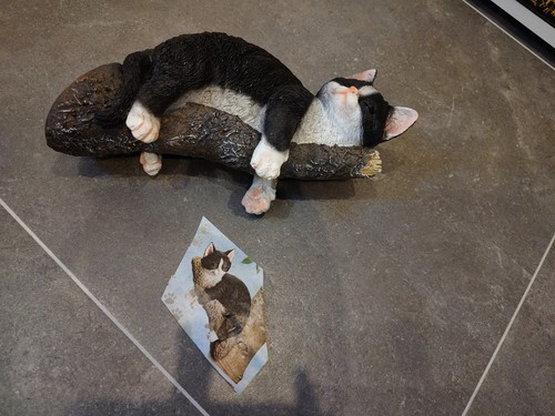 Schlafende katze auf - schlafende,