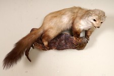 Schöner Steinmarder Beech