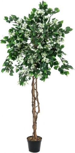 Europalms bougainvillea - europalms,
