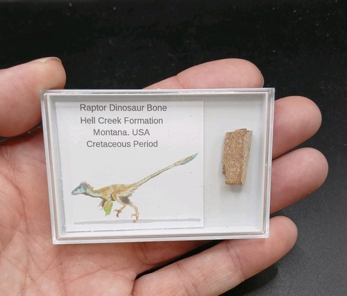 Greifvogel knochen dinosaurier - knochen,