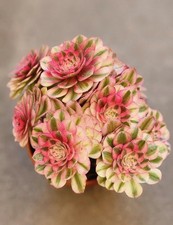 80002843 Aeonium Allure