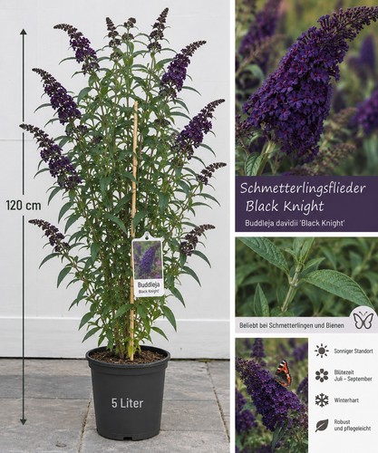 Schmetterlingsflieder black - schmetterlingsflieder, „black