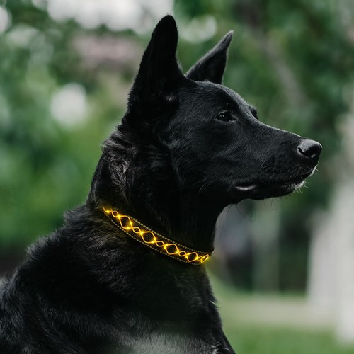 Led hundehalsband - led,