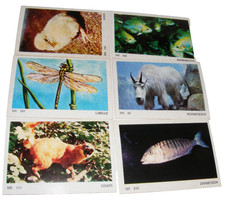 Tierparade Album Americana