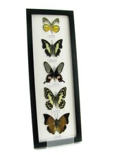 5 echte präparierte