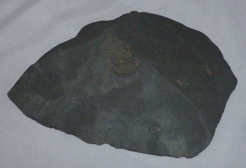 Fossilien ammonit auf - /,