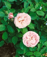 Rosa 'Little White Pet'