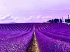 Wandbild Foto - Lavender
