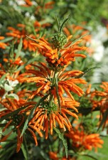 SAMEN afrikanisches Löwenohr sehr schöne Blüte Heilpflanze Naturmedizin Kräuter