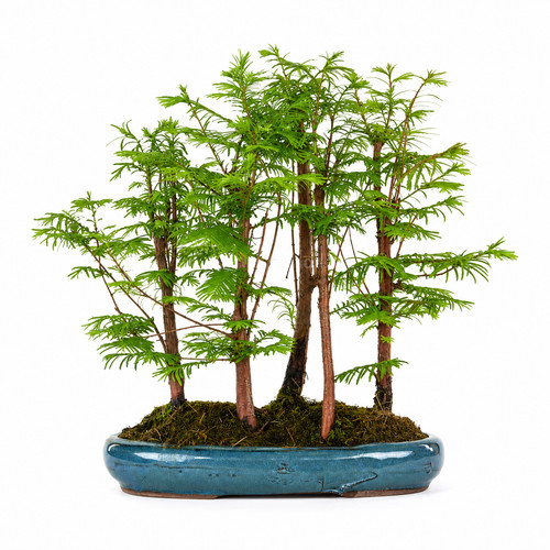 Urweltmammutbaum waldbonsai - urweltmammutbaum, 14