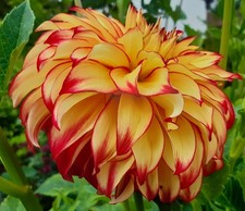 Dekorative Dahlie Lady Darlene  D10-15 H120 1 Wurzelstock.