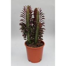 Euphorbia trigona cobra - euphorbia, ‘cobra’