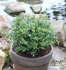 Kugelschnitt Löffel Ilex Dark