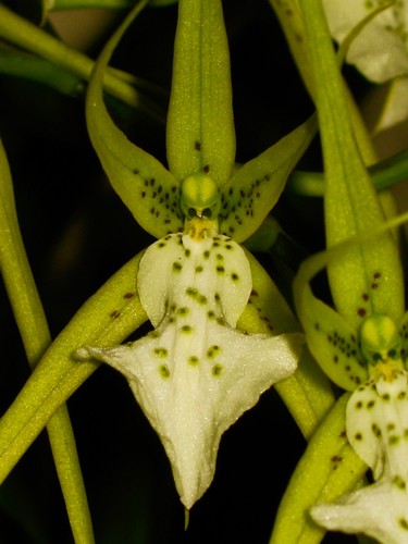 Brassia spider dragon new - ´spider,