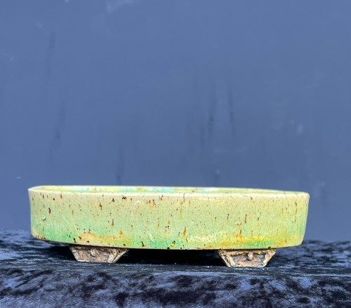 Helle beige bonsai - helle, shohin