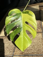 Monstera aurea variegata - aurea,