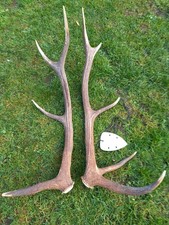 Geweih Rothirschgeweih Hirschgeweih Hirschhorn Hirschgeweih Trophäe Natur