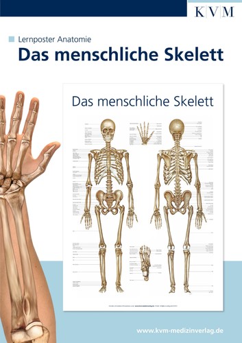 Anatomie lernposter das - anatomie,