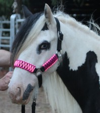 SHETLAND PONY Shetty