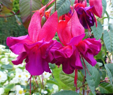 Fuchsien Pflanze "Voodoo"