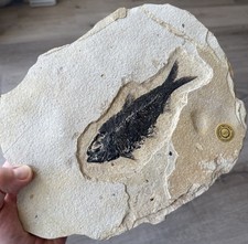 14 cm "Knightia" aus Wyoming