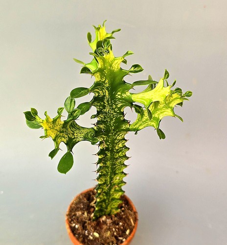 Euphorbia trigona variegata - euphorbia,