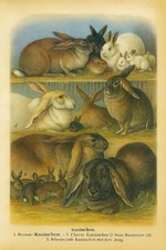 Ein Fotoprint im executive format.  colorierter Stahlstich, Kaninchen Zucht. 