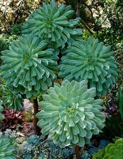 00786A Aeonium Undulatum