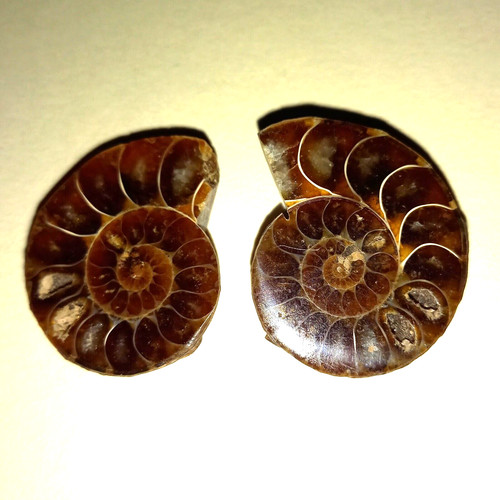 Phylloceras paar poliert - phylloceras,