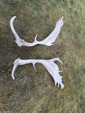 Abwurfstangen Hirsch