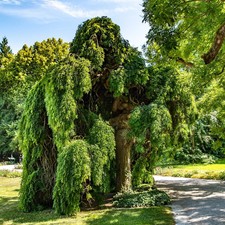 Sophora japonica 'Pendula'   /