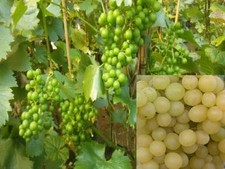 Vitis vinifera Millennium