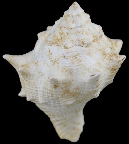 Eozän cornulina minax - ,