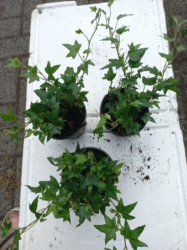 Efeu hedera helix admiral - efeu,