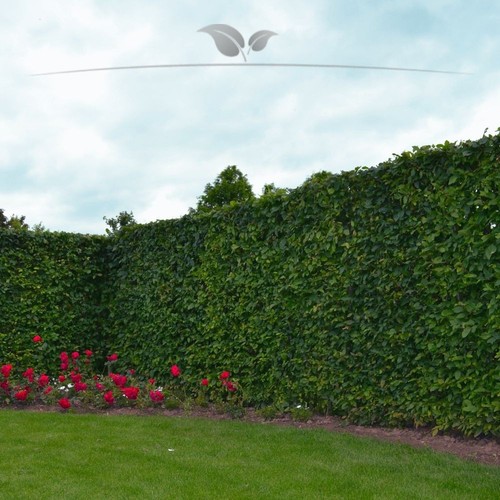 Hainbuche carpinus betulus - hainbuche,