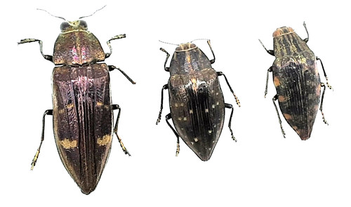 Buprestidae ssp b 27 - a2/b,,