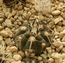 Gymnocalycium spegazzinii v.recii JN-1846 Quilmes Tucuman