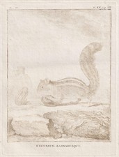 Ecureuil squirrel