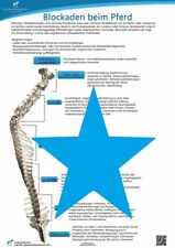 Anatomie Poster Pferd  Blockaden  Pferdekörper Tierphysiotherapie Tiermedizin