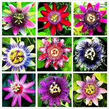 SAMEN PASSIONSBLUMEN MIX 5 STÜCK PASSIFLORA