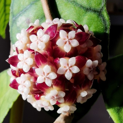Wachsblume hoya callistophylla - wachsblume,