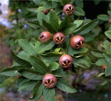 Nottingham, veredelter Mispelbaum (großfrüchtig), Buschbaum, 100-140cm, im Topf 