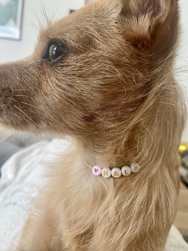Halsband hund chihuahua perlen - hund,