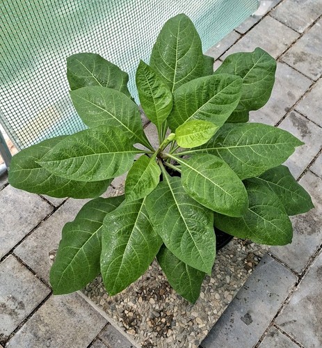 Schwarze tollkirsche atropa - tollkirsche, (atropa