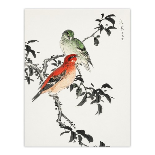 Kreuzschnabel vögel japanisch - kreuzschnabel,