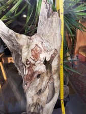 2 XL Treibholz Schwemmholz