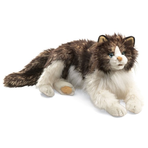 Wuschelige katze ragdoll cat - ragdoll,
