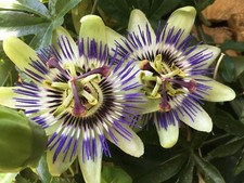 Passiflora caerulea – 3 bewurzelte Stecklinge